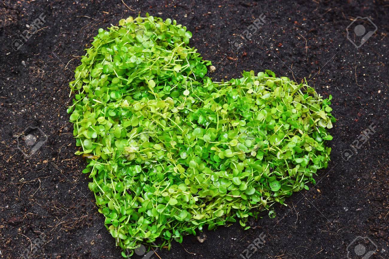 Celebrate Earth Every Day