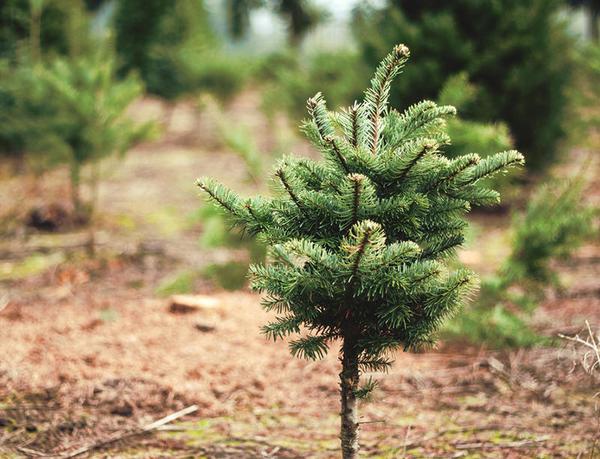 Faux vs. Fir: The Holiday Tree Debate