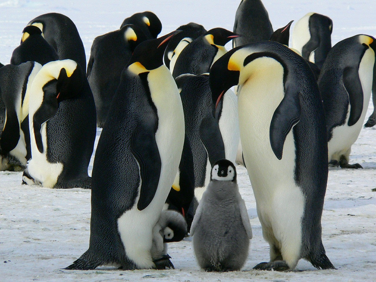 Fabulous Fathers of the Animal Kingdom