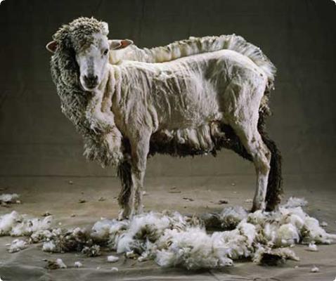 Wool: The Wolf in Sheep's Clothing